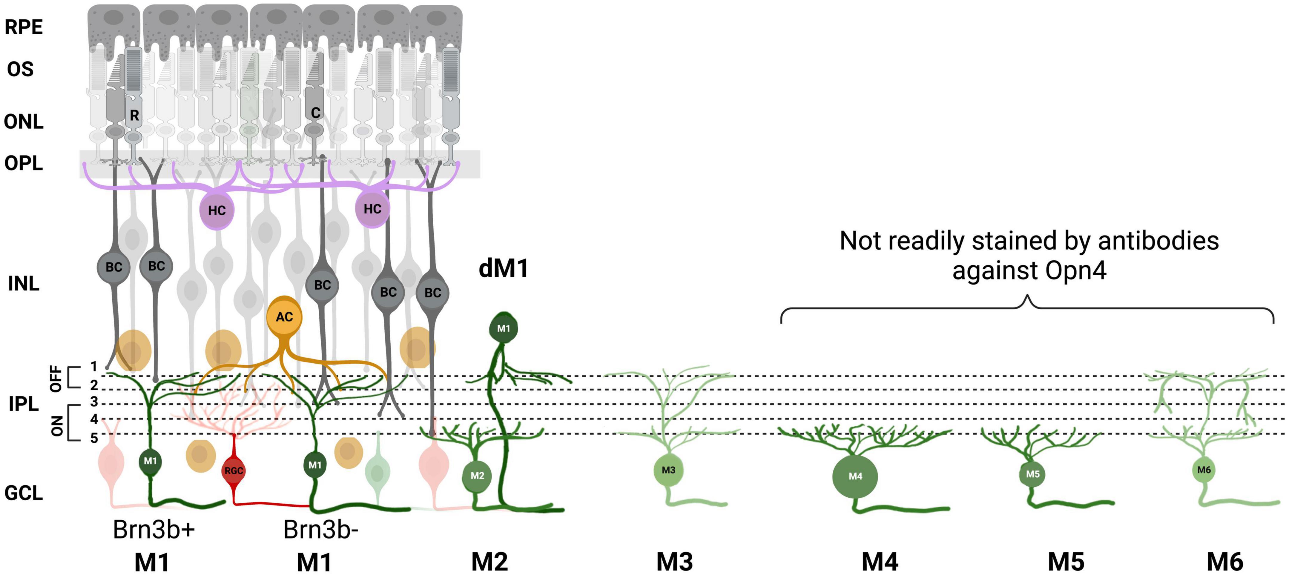 Burning the candle at both ends: Intraretinal signaling of intrinsically photosensitive retinal ganglion cells